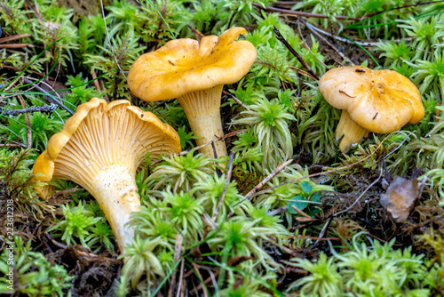 Mushroom, Cantharellus cibarius, growing in the wood