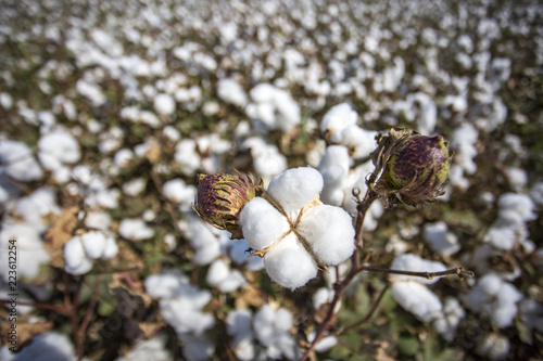 Cotton field (Turkey Izmir)