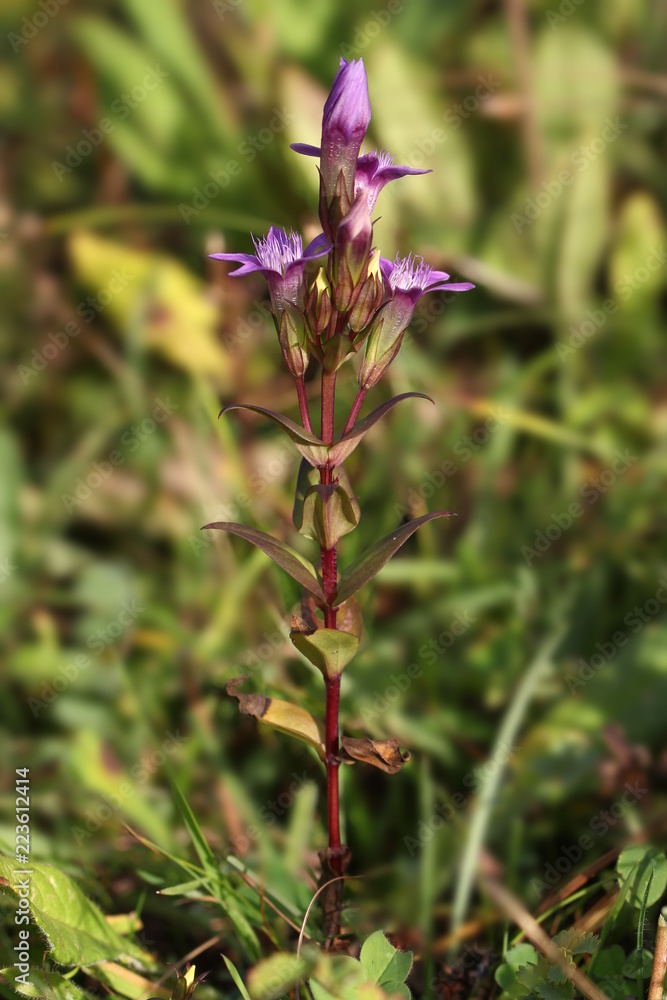 Deutscher Kranzenzian (gentianella germanica)