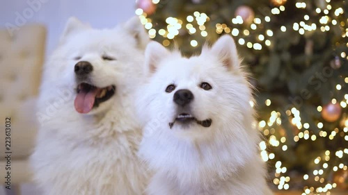 two fluffy white puppy dogs lie under a Christmas tree. snow festive dog. dog under the Christmas tree as a gift. a large shoe of the dog. 4K