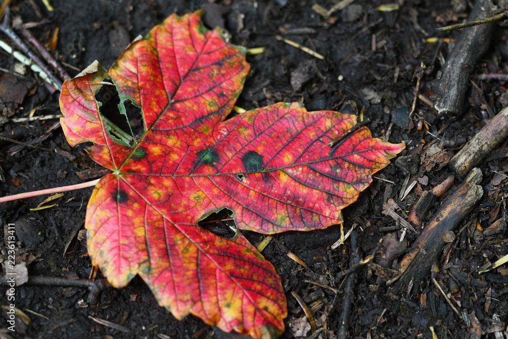 Bright red autumn leaf on ground Bright red autumn leaf on ground