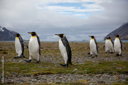 penguin in the arctic