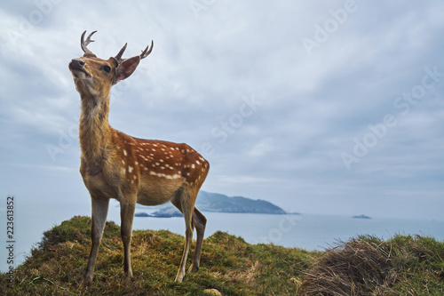 Axis Deer looking away while standing on mountain by sea against cloudy sky