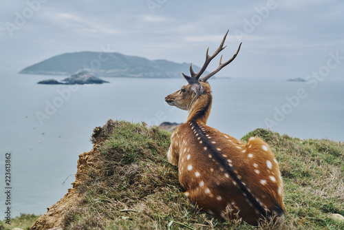 Axis deer sitting on mountain by sea