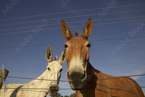 mule, mules and donkeys are great farm work animals Stock Photo | Adobe  Stock