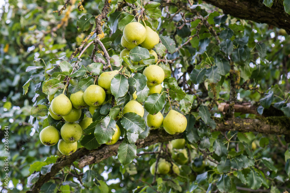 Birnen am Baum