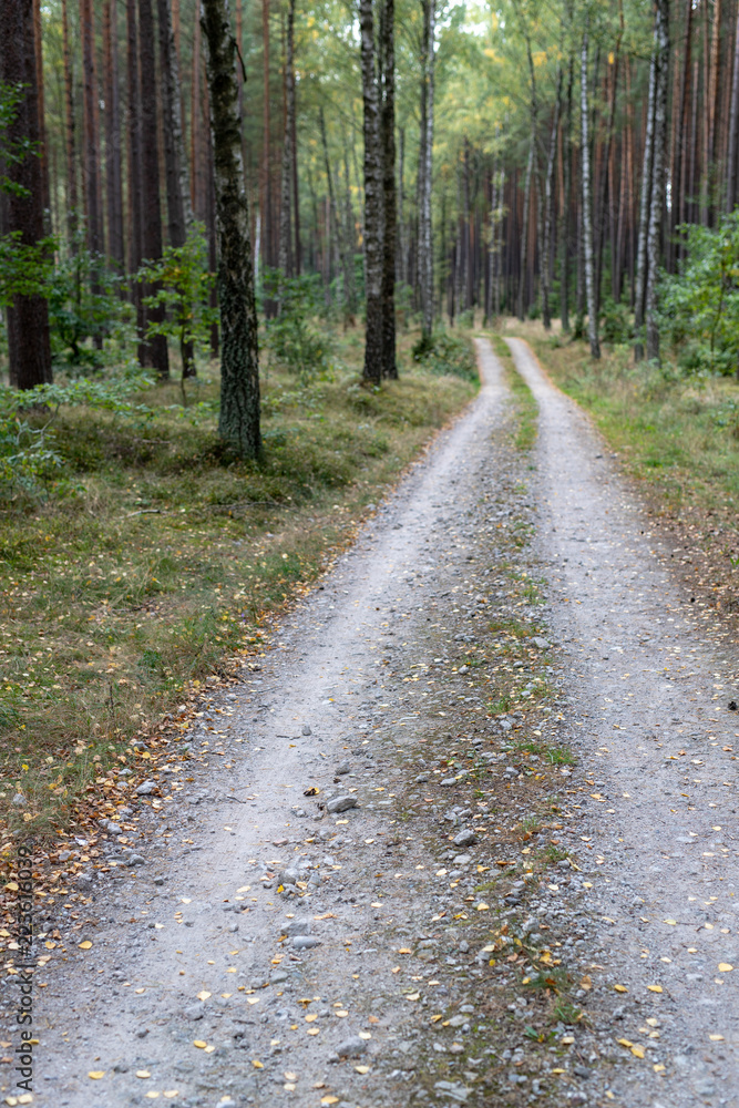 Fototapeta premium A road leading through the forest. Forest path in a deciduous stand.