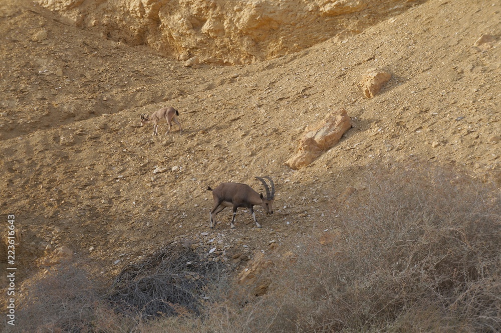 Nubian Ibex walks in Nahal Shani, Red Canyon near Eilat, Israel Nubian Ibex walks in Nahal Shani, Red Canyon near Eilat, Israel