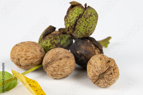 Walnuts in shell on a white kitchen table. Fruit for desserts and dishes in the kitchen.