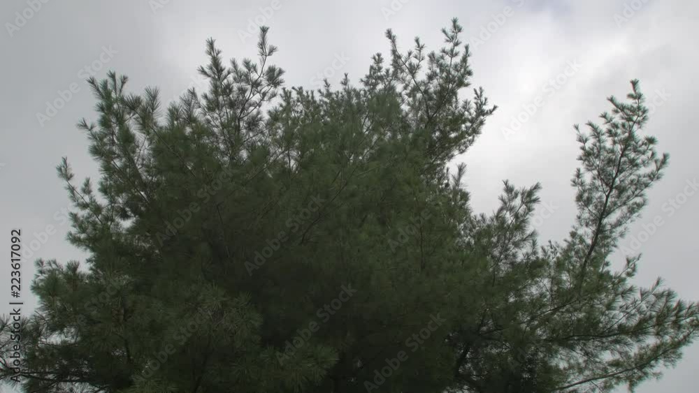 Pine tree dynamic grey sky Pine tree dynamic grey sky