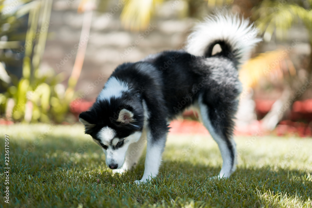 Pomsky Puppy on the Grass