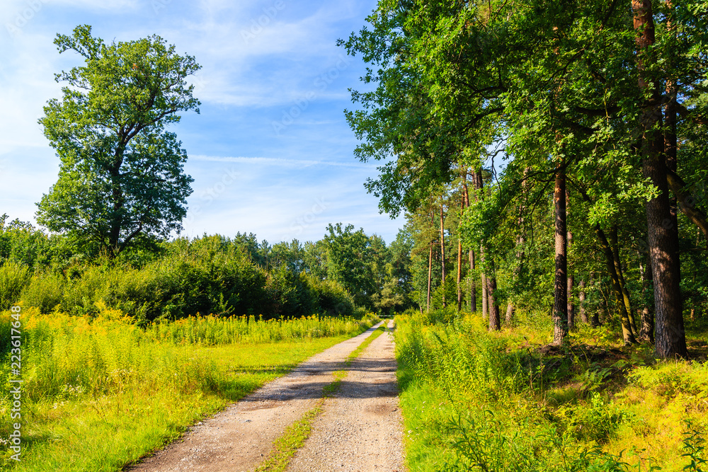 Cycling path in Niepolomicka forest near Cracow city on sunny summer day, Poland Cycling path in Niepolomicka forest near Cracow city on sunny summer day, Poland