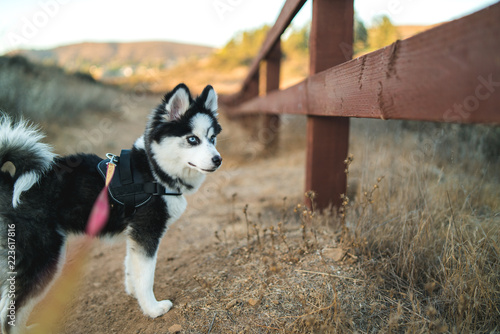 Cute Pomsky On a Walk at Sunset