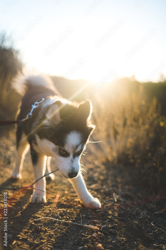 Cute Pomsky Playing With a Stick