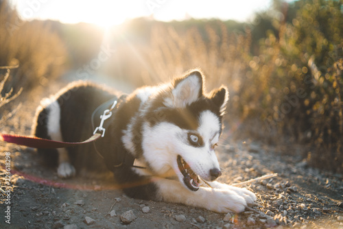 Cute Pomsky Playing With a Stick photo