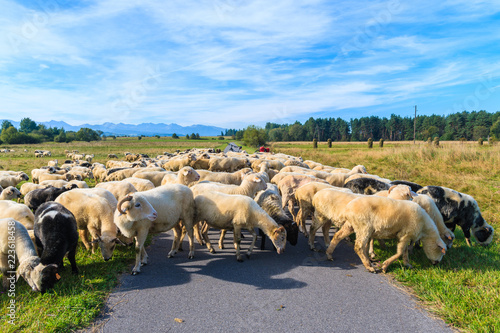 Sheeps grazing on green meadow near cycling track in Czarny Dunajec village, Tatra Mountains, Poland