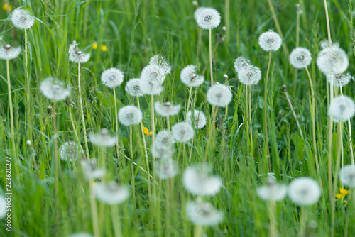 Pusteblumen