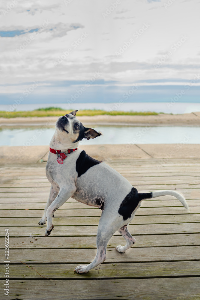 A terrier dog dancing on a lakeside deck. A terrier dog dancing on a lakeside deck.