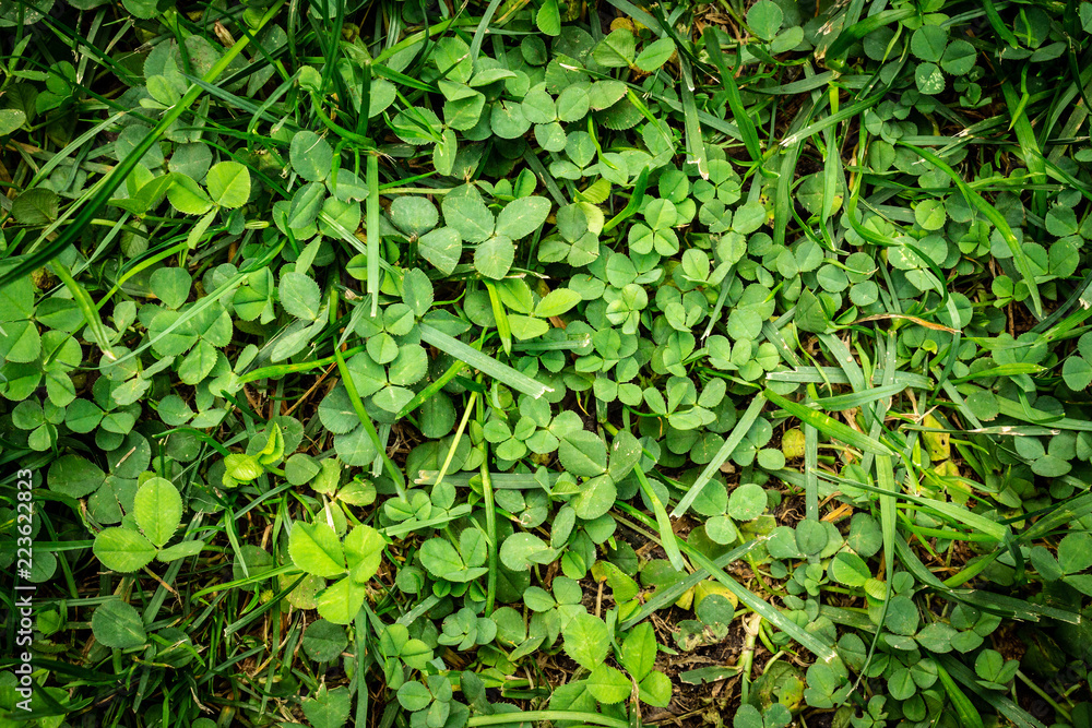 Lucky clover background green and fresh. Lucky clover background green and fresh.