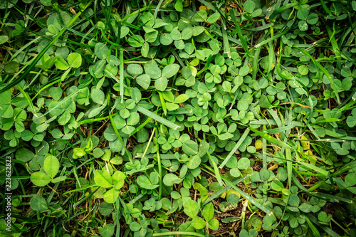 Wallpaper Mural Lucky clover background green and fresh. Torontodigital.ca
