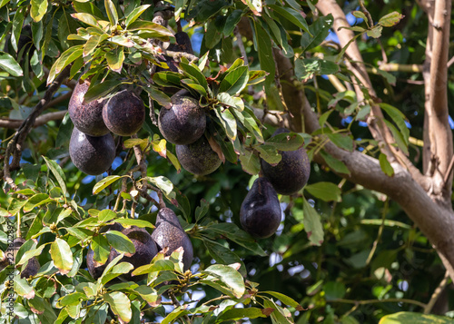 Avocados growing on a tree