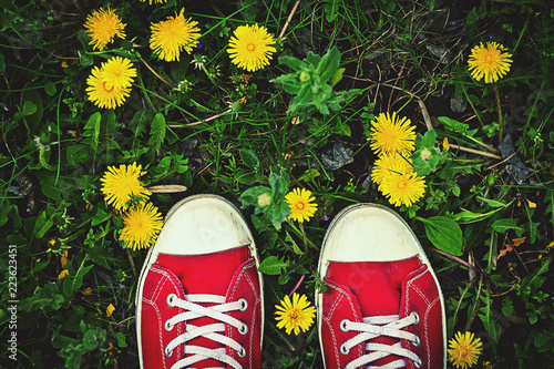 colorful shoes on green grass with dandelions