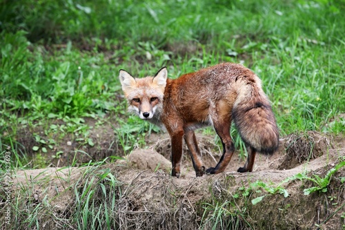 Portrait of a red fox in the nature