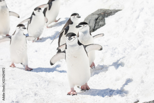 penguin in the arctic