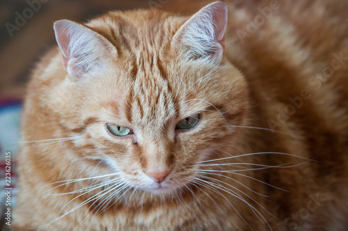 Close-up of ginger fluffy cat at home relaxing © Anna