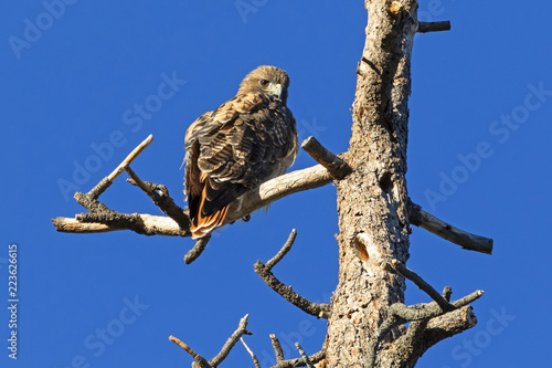 Hawk at tree limb perch in the California mountains photo