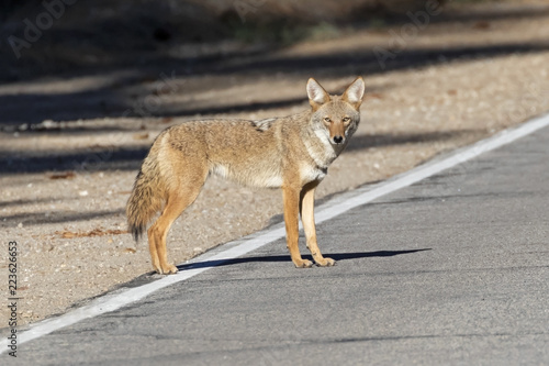 Fototapeta Coyote at the California mountains
