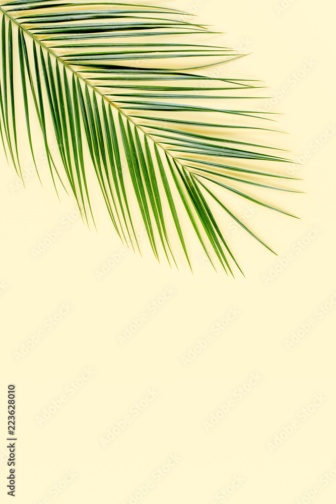 Tropical palm leaf on yellow background. Flat lay, top view minimal concept.