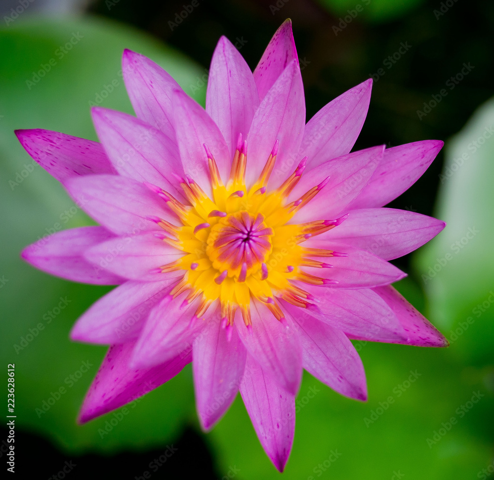 beautiful lotus flower in pond. droplet water on lotus. pink white color