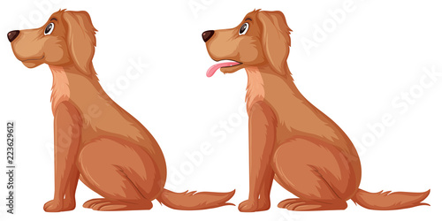 Side of golden retriever