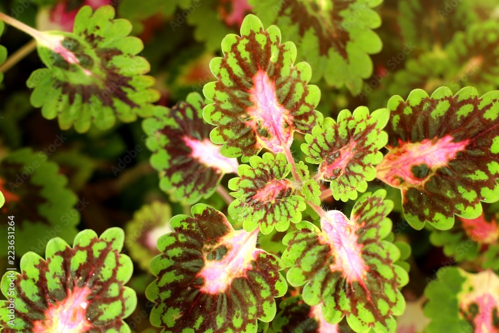 Beautiful leaf pattern in garden Beautiful leaf pattern in garden