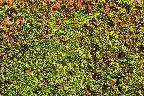 Moss on brick blocks