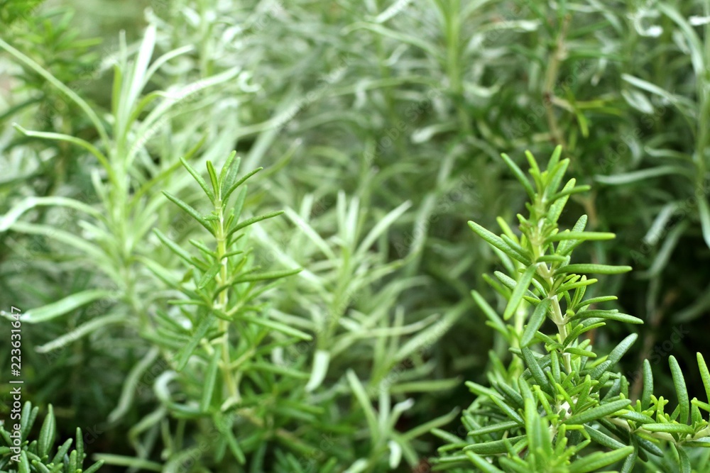Rosemary plant in garden Rosemary plant in garden