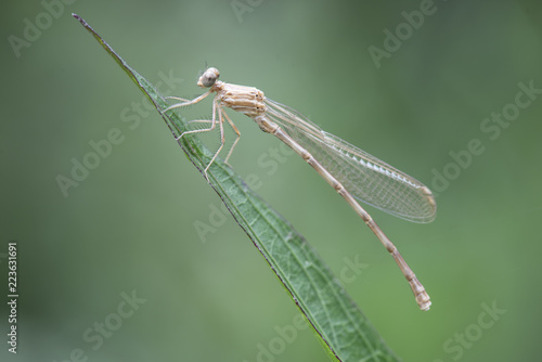 Wallpaper Mural Caballete sobre tronco rama Torontodigital.ca
