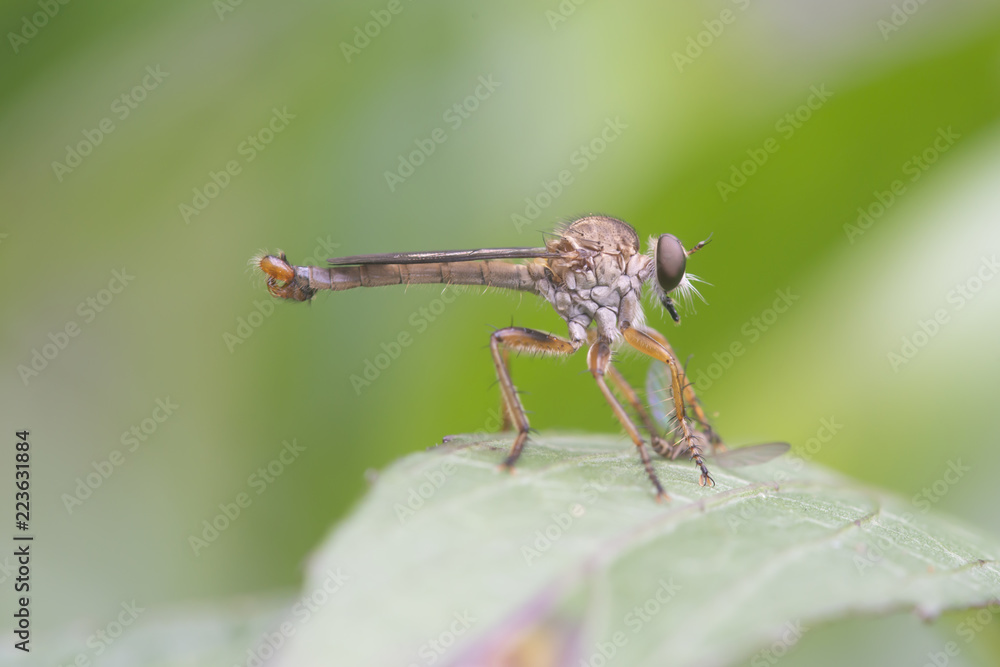 Mosca ladrona comiendo un insecto Mosca ladrona comiendo un insecto