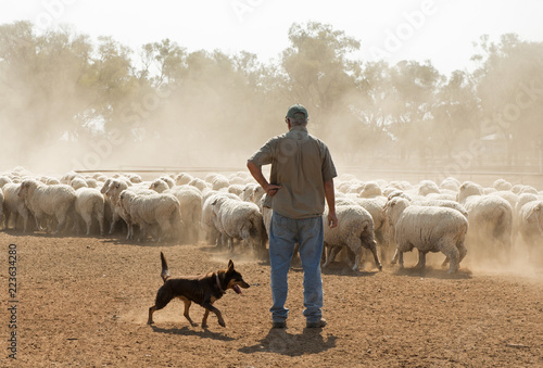 sheep mustering in outback New South Wales, Australia.