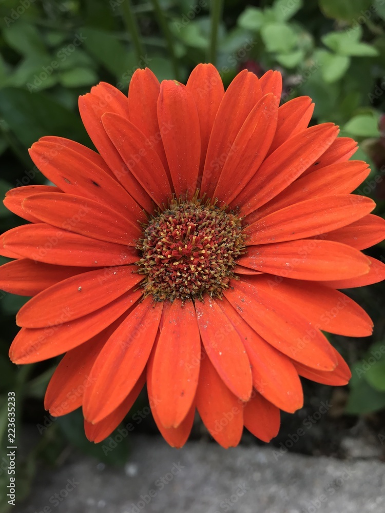Macro of a Red Daisy Macro of a Red Daisy