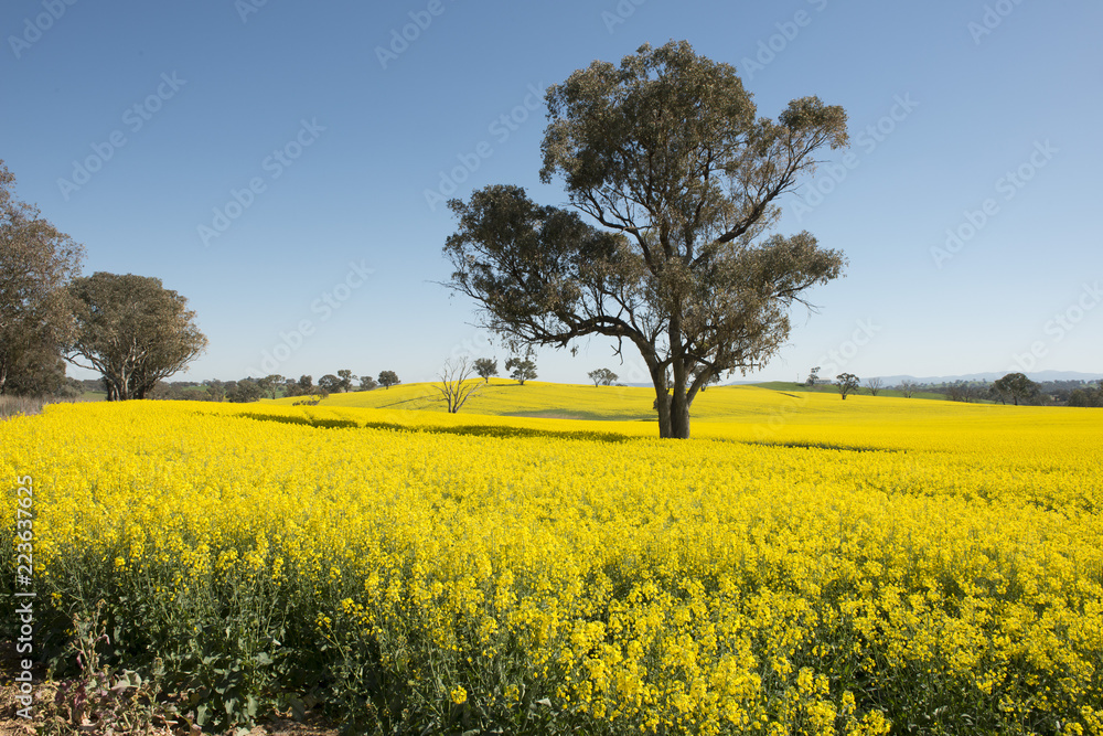 ripe canola crop on a farm in the central west of New South Wales, Australia. ripe canola crop on a farm in the central west of New South Wales, Australia.