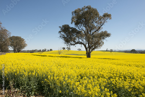 ripe canola crop on a farm in the central west of New South Wales, Australia.
