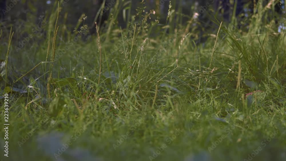 Barefoot Young Woman Walk on Green Grass In Forest Barefoot Young Woman Walk on Green Grass In Forest