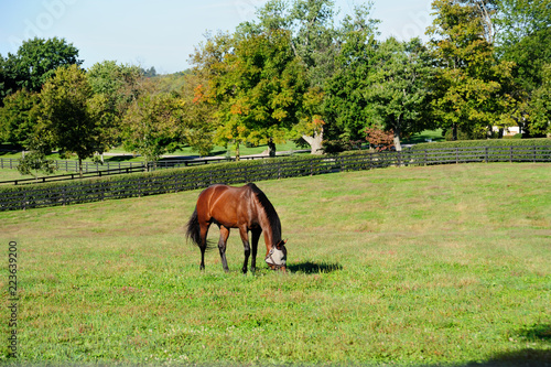 Thoroughbred horse grazing © Barrys Gallery 