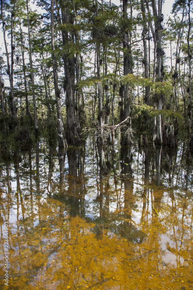 Crocodile under the water in the Cypress National Preserve. Alligator Crocodile under the water in the Cypress National Preserve. Alligator