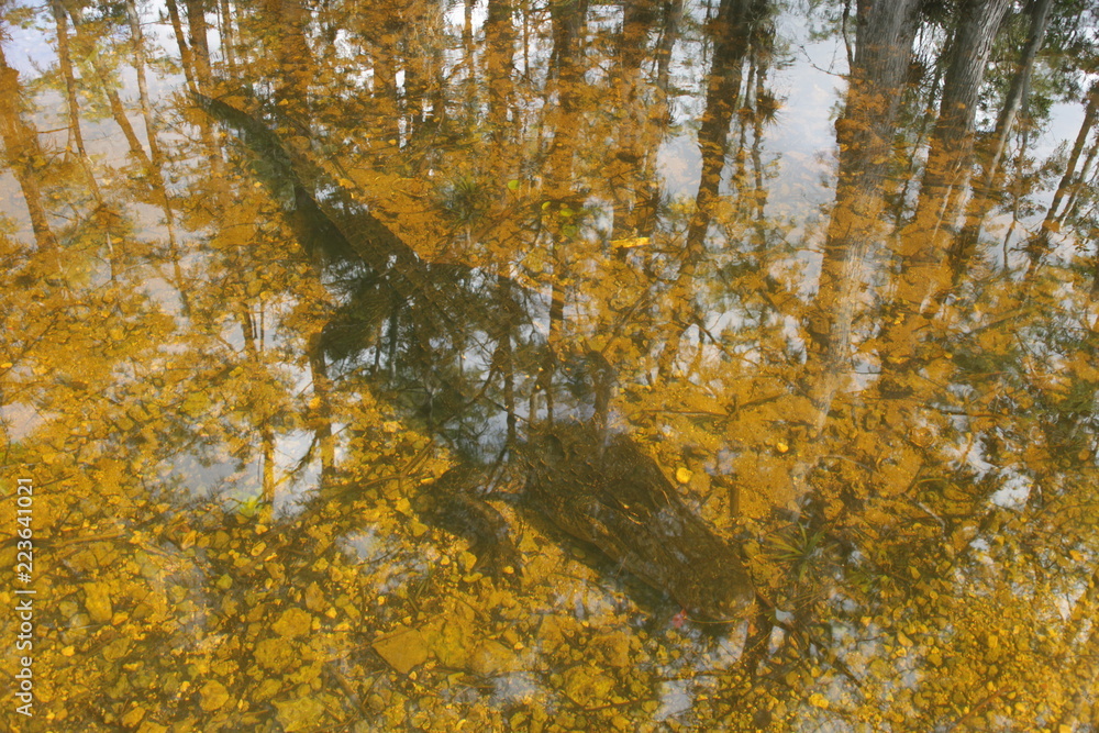 Obraz premium Crocodile under the water in the Cypress National Preserve. Alligator
