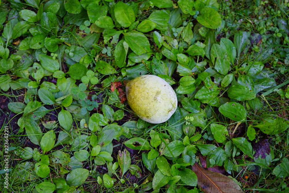 Fototapeta premium Fruit of the common pawpaw (asimina triloba) fallen from a tree 