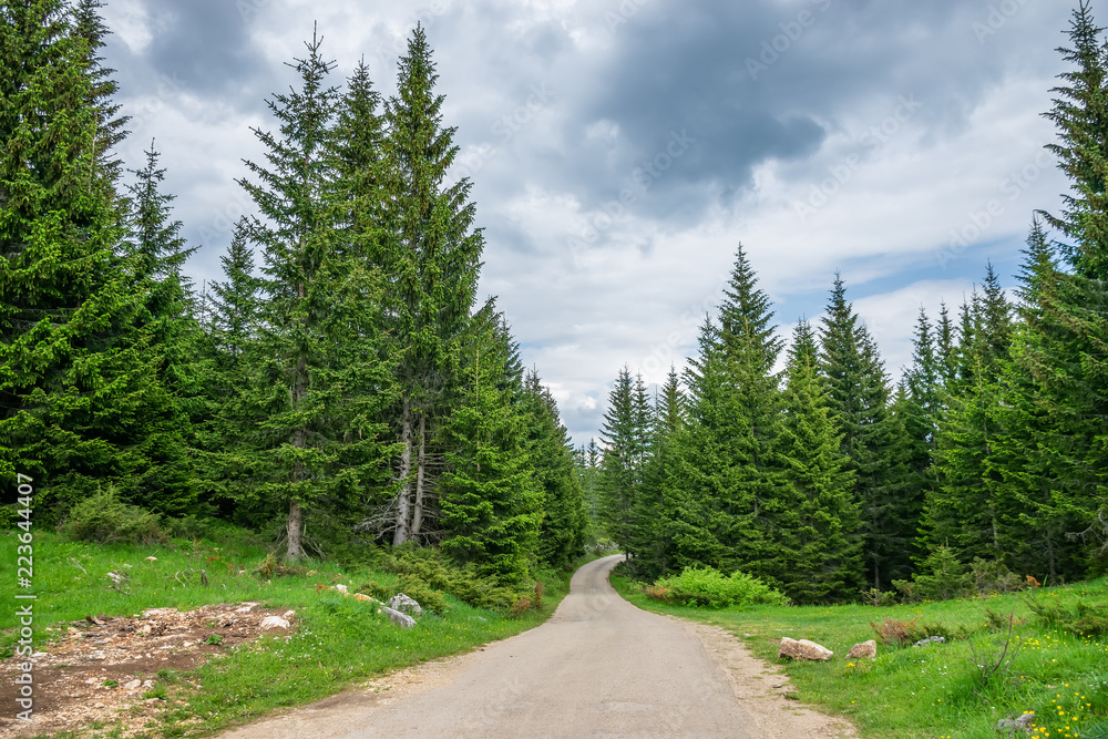A picturesque winding road passes through the forest.