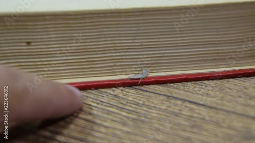 Insect feeding on paper - silverfish, thermobia. Pest books and newspapers.